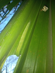 Opsiphanes invirae amplificatus