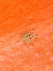 Saitis variegatus