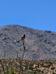 Rhopospina alaudina