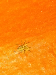 Saitis variegatus