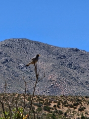 Rhopospina alaudina