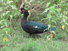 Cairina moschata