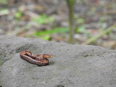 Pareas carinatus