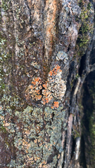 Phaeophyscia rubropulchra