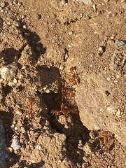 Pogonomyrmex californicus