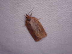 Aphelia