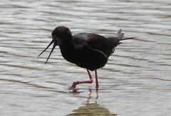 Himantopus novaezelandiae