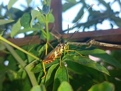 Holhymenia histrio