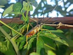 Holhymenia histrio