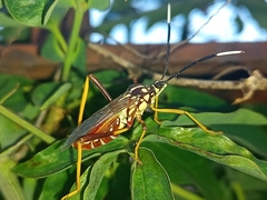 Holhymenia histrio