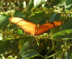 Dryas iulia moderata