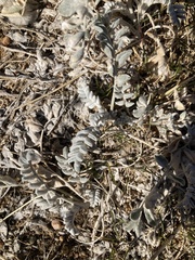 Astragalus utahensis