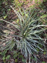 Tillandsia utriculata