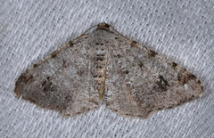 Macaria signaria