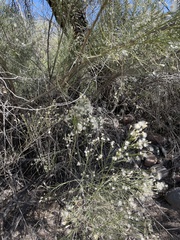 Baccharis sarothroides