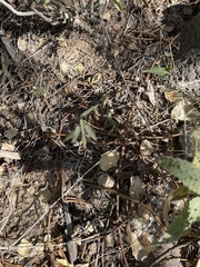 Funastrum heterophyllum