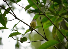 Myiornis auricularis