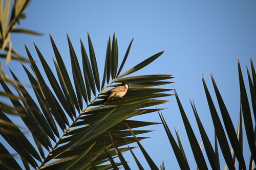 White-eared Bulbul (Pycnonotus leucotis), photo 4
