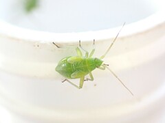 Closterotomus norwegicus