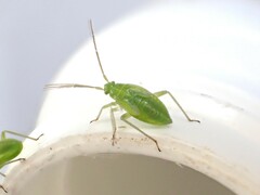 Closterotomus norwegicus