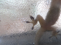 Hemidactylus mabouia