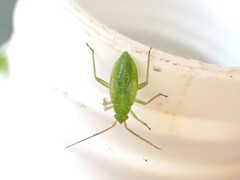 Closterotomus norwegicus