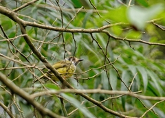 Myiornis auricularis