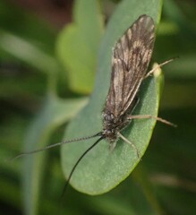 Brachycentrus