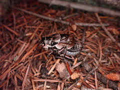 Cyphoderris monstrosa