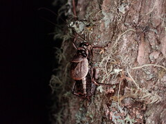 Cyphoderris monstrosa