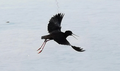 Himantopus novaezelandiae