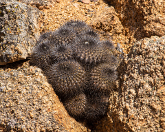 Copiapoa serpentisulcata