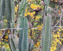 Campylorhynchus turdinus