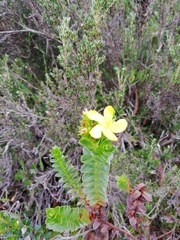 Hypericum mexicanum