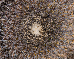 Copiapoa serpentisulcata