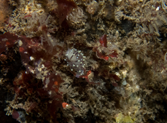 Eubranchus tricolor image