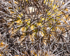 Copiapoa serpentisulcata