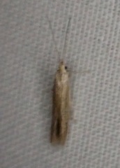 Homoeosoma electella
