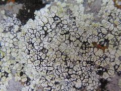 Acarospora epilutescens