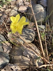 Oenothera elata