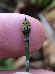 Equisetum hyemale
