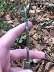Equisetum hyemale