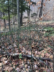 Equisetum hyemale