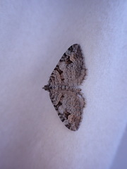 Xanthorhoe
