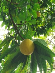 Pouteria campechiana