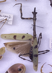 Pseudovates arizonae