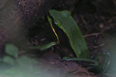Lithobates vibicarius