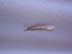 Crambus pascuella
