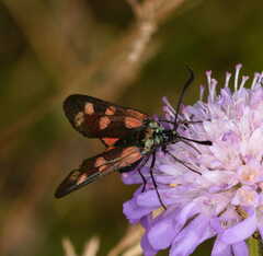 Zygaena