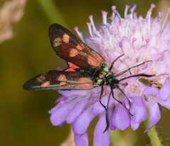 Zygaena
